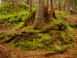 2013-06-23_Sonnenspitz_Jochberg (150).JPG